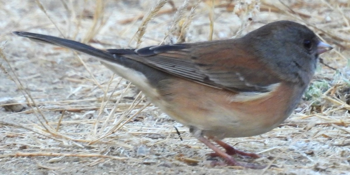 Dark-eyed Junco - ML625204807