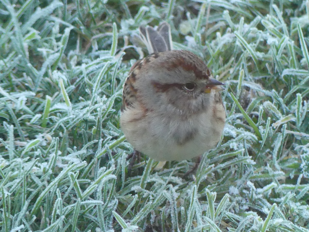 American Tree Sparrow - ML625204958