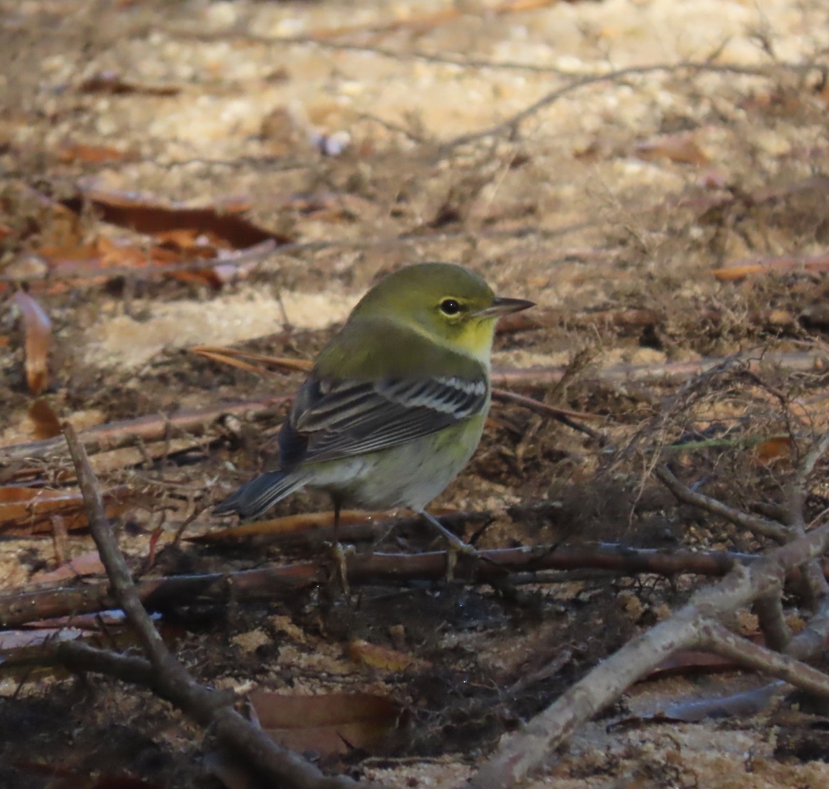 Pine Warbler - ML625204989