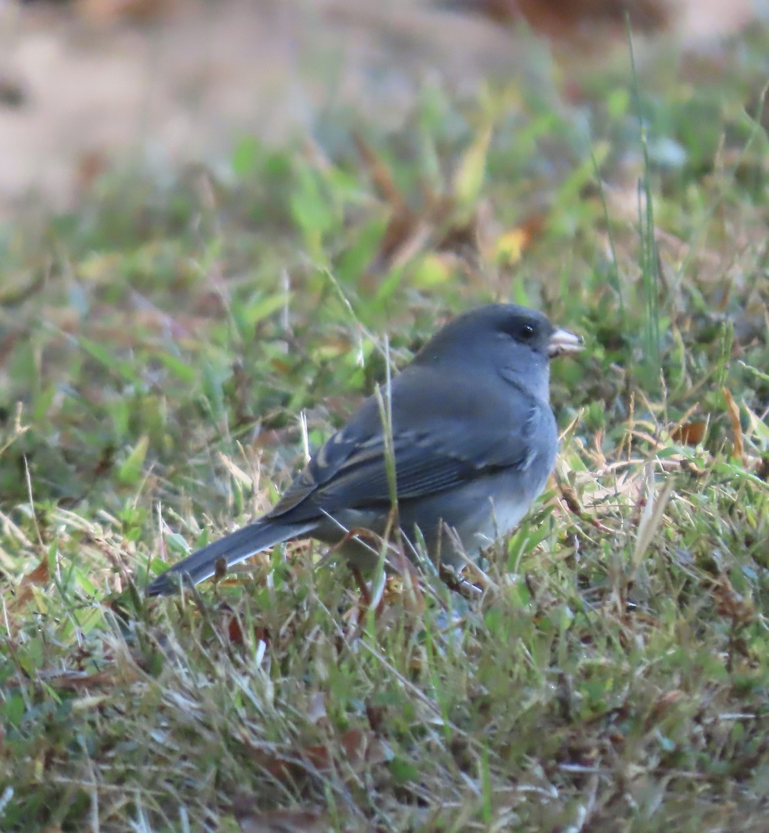 Dark-eyed Junco - ML625205014