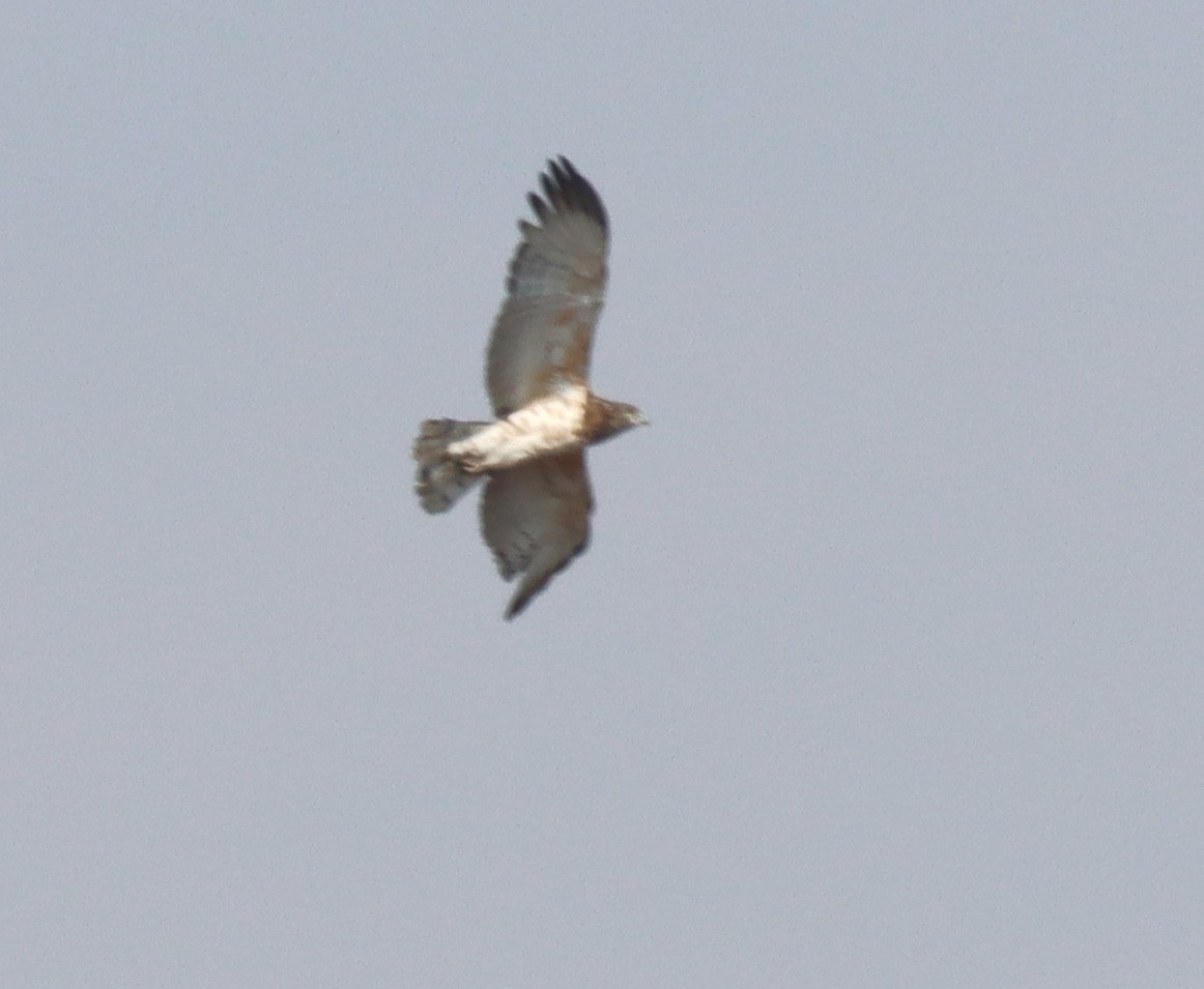 Black-chested Snake-Eagle - ML625205037