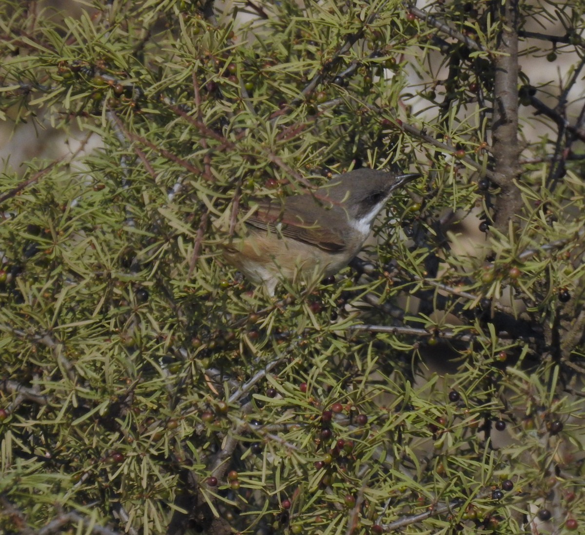 Western Orphean Warbler - ML625205049