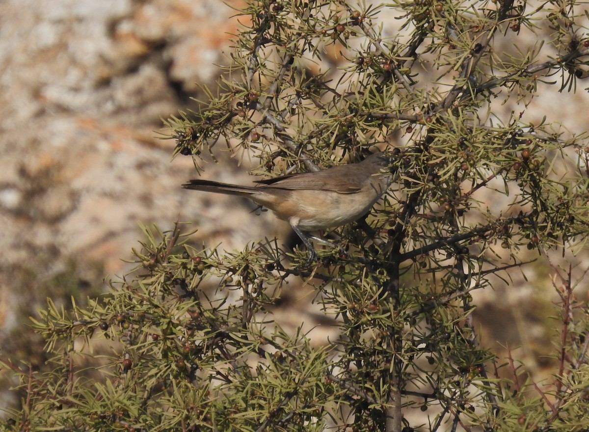 Western Orphean Warbler - ML625205052