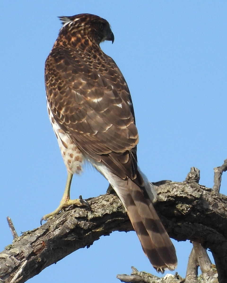 Cooper's Hawk - ML625205121