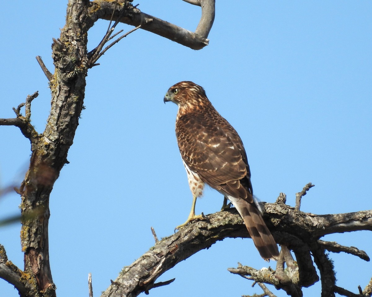 Cooper's Hawk - ML625205122