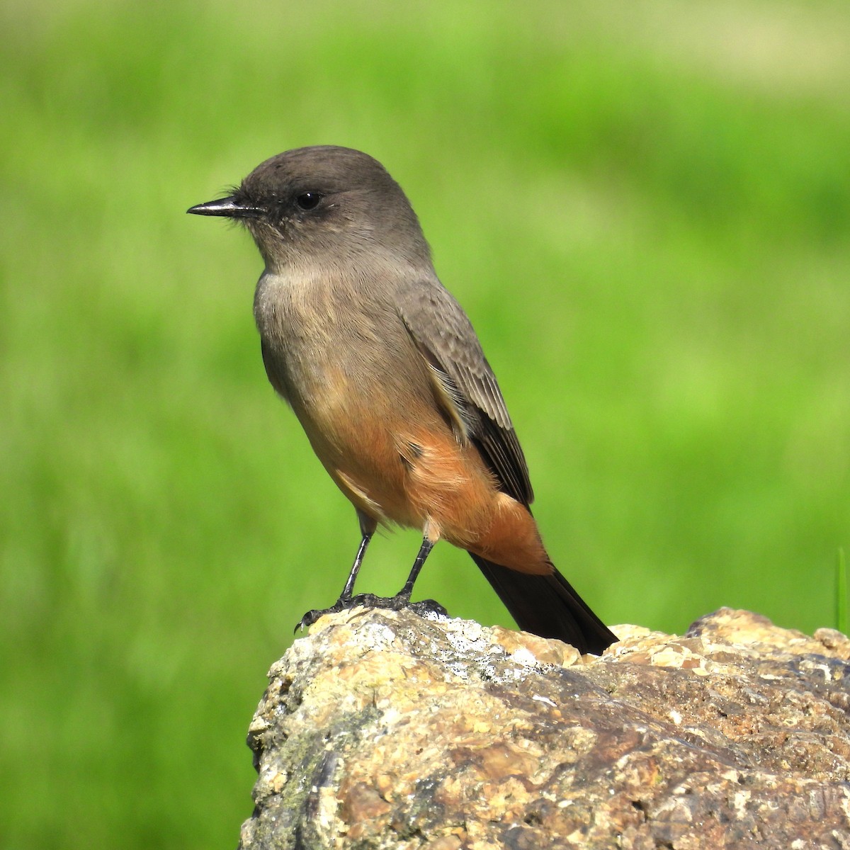 Say's Phoebe - ML625205183