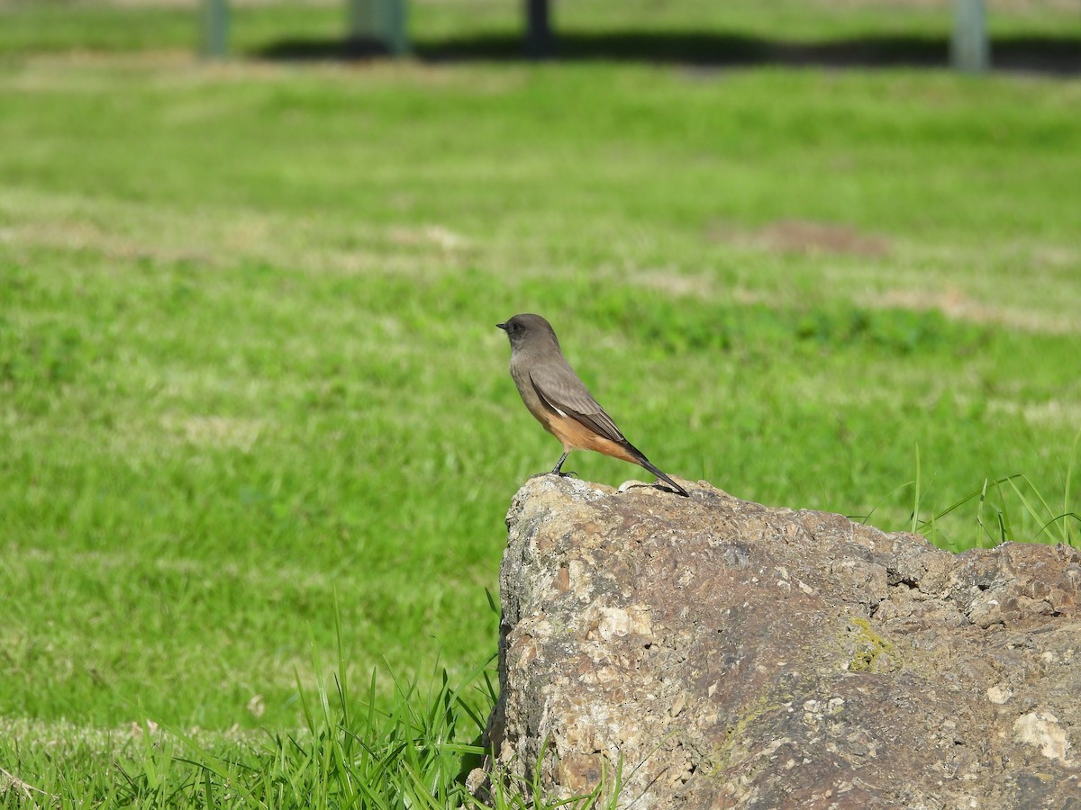 Say's Phoebe - ML625205204