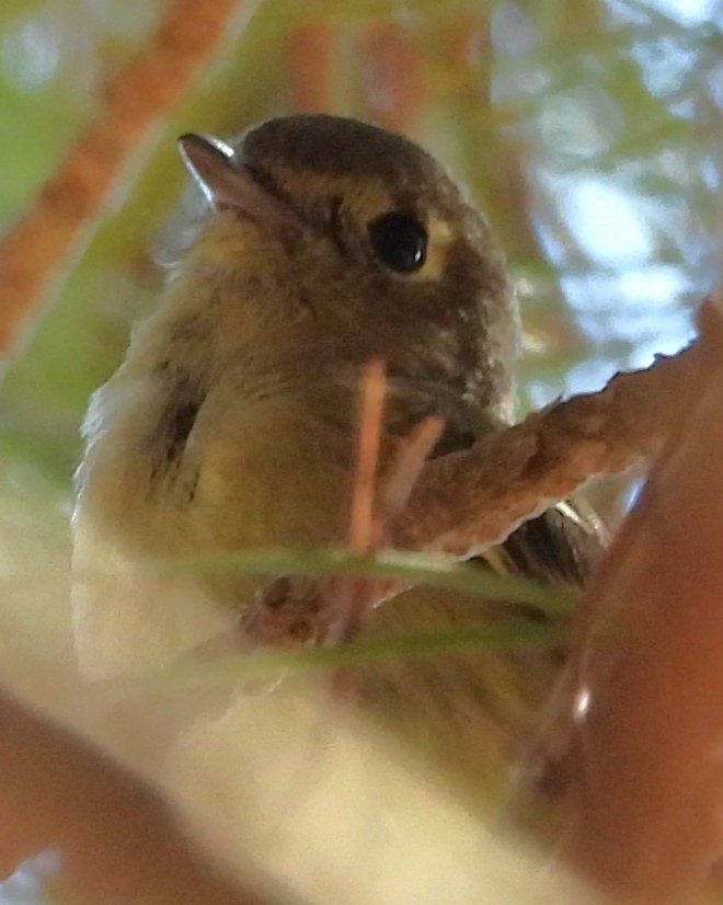 Hutton's Vireo - ML625205236