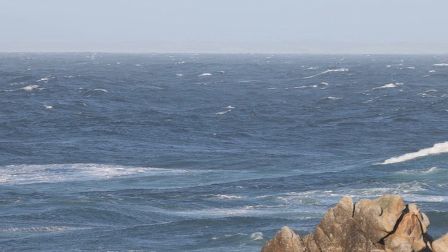 Pink-footed Shearwater - ML625205262