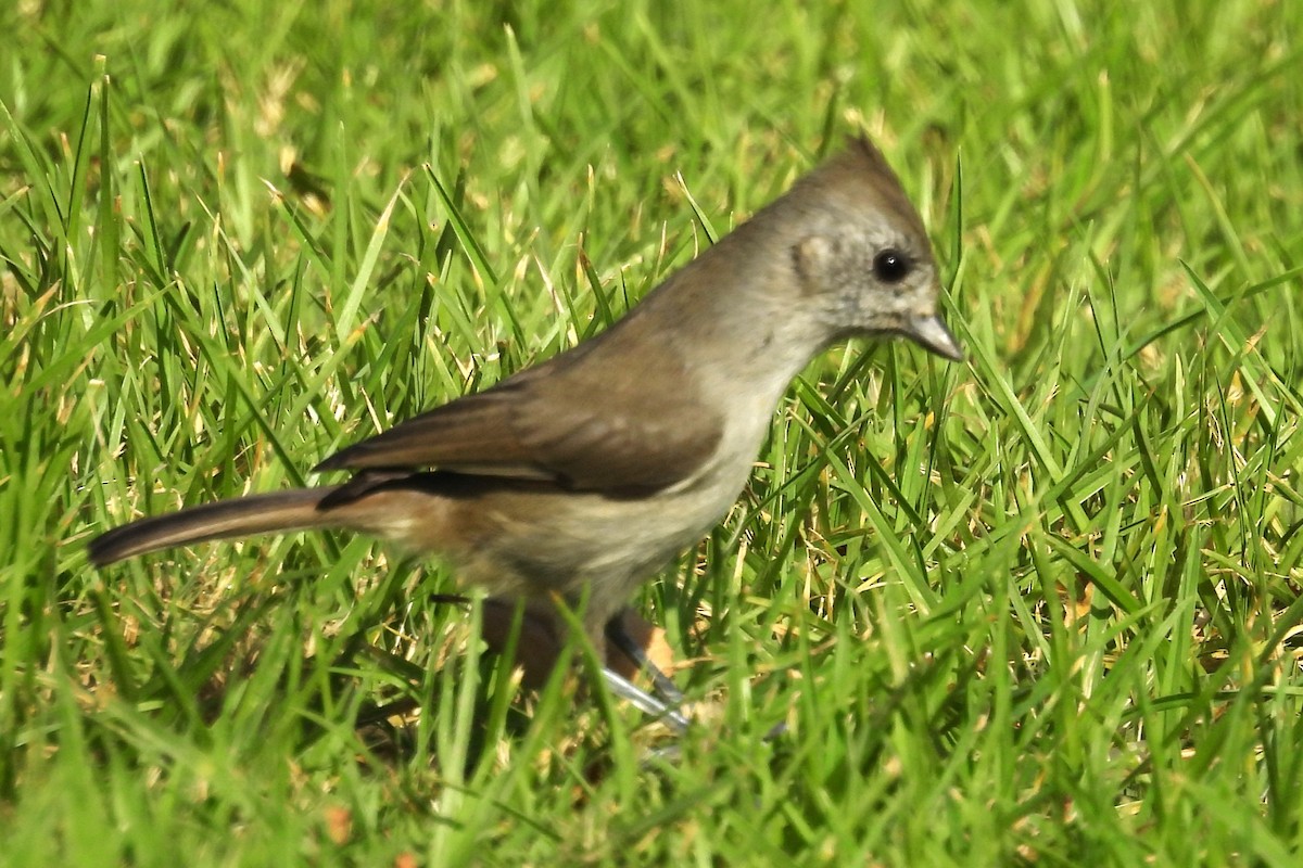 Oak Titmouse - ML625205293