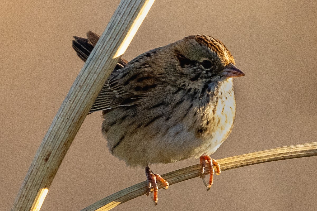 Lincoln's Sparrow - Ben Kolstad