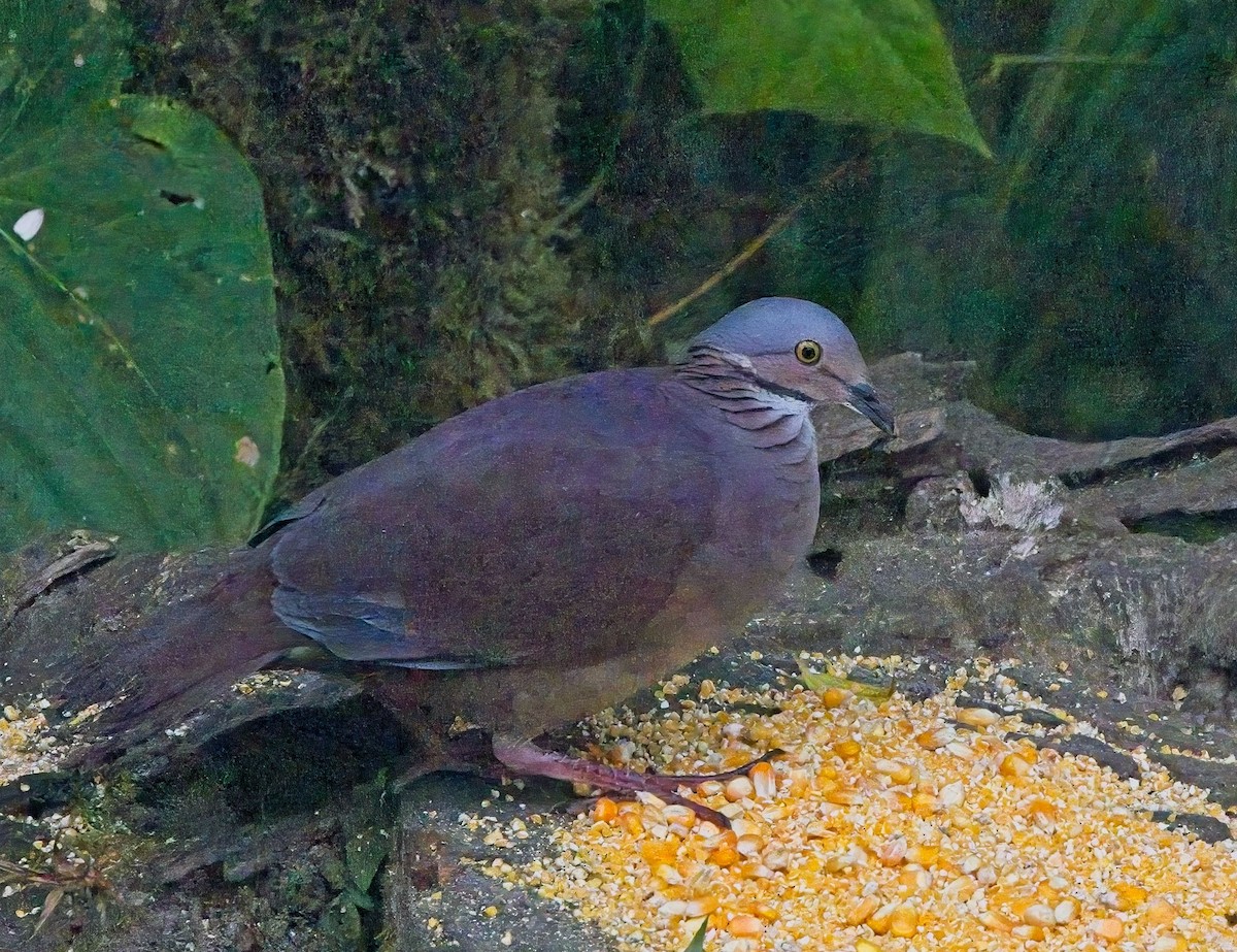 White-throated Quail-Dove - ML625205472