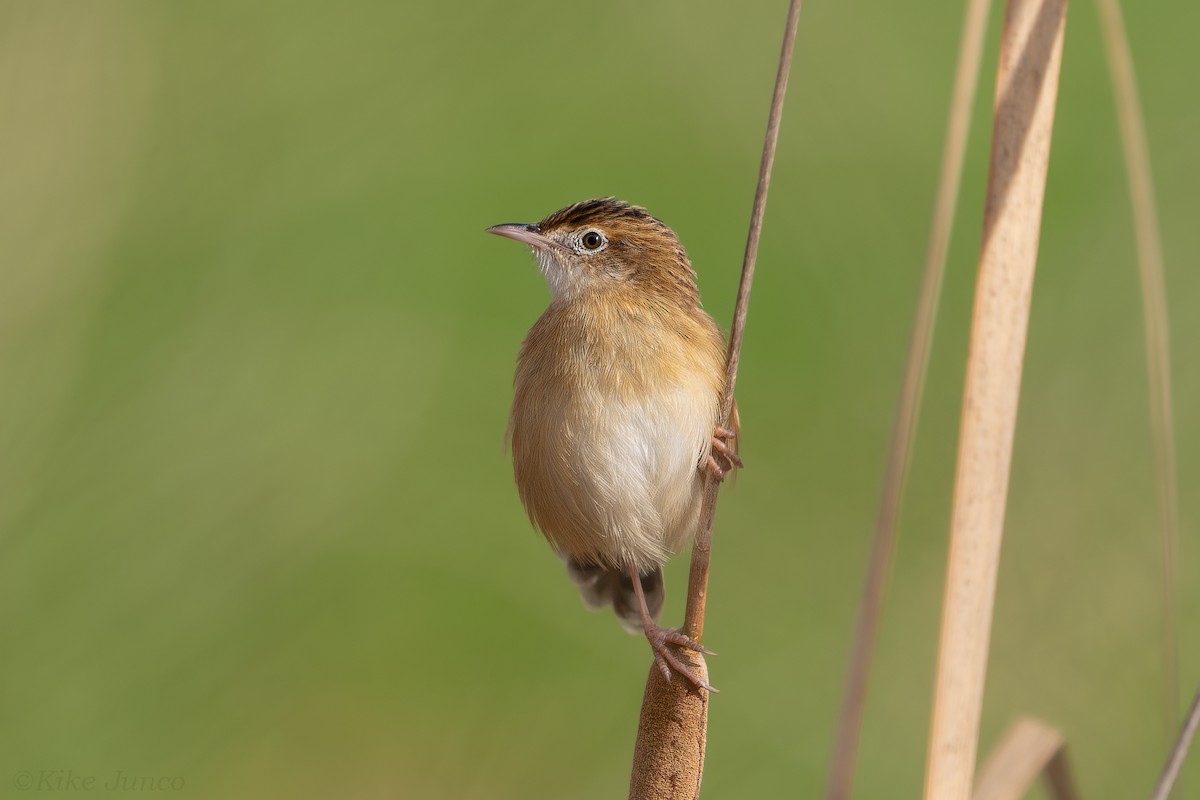 Zitting Cisticola - ML625205583