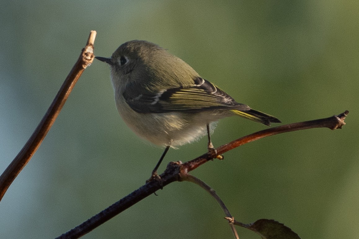 Ruby-crowned Kinglet - ML625205596