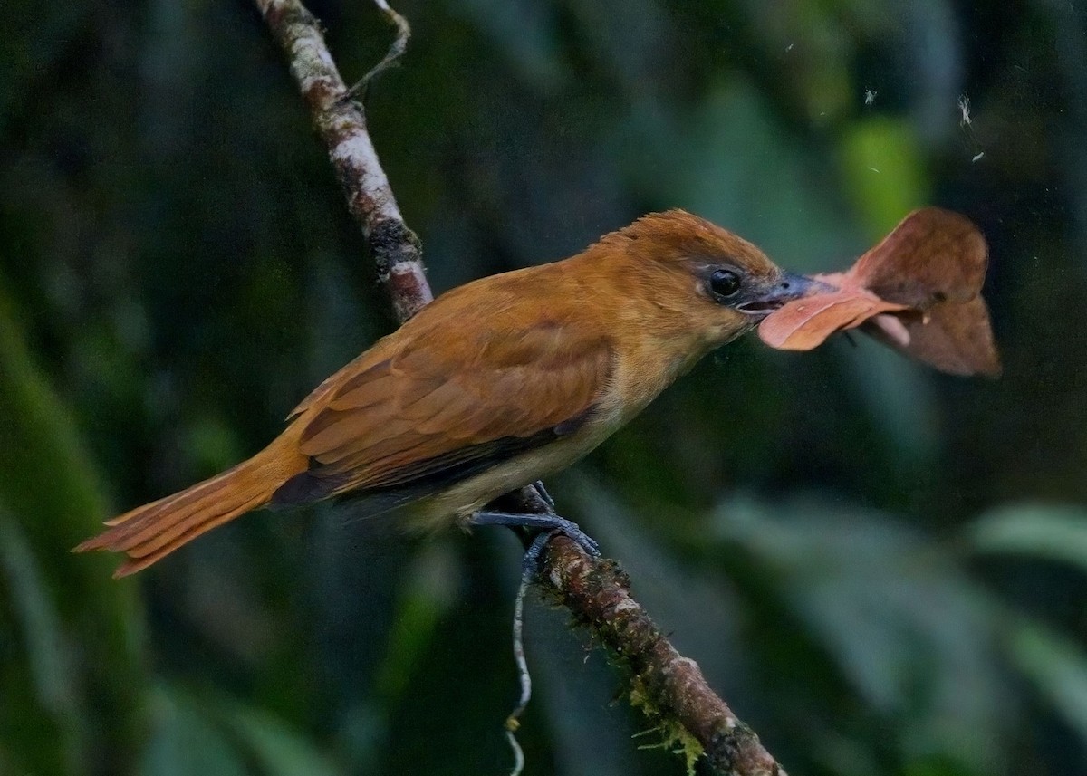 Угольный бекард - ML625205630