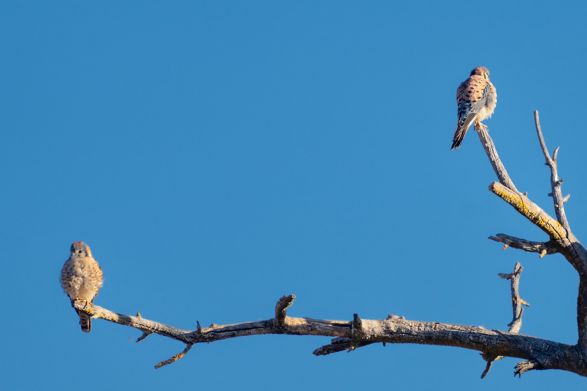 American Kestrel - ML625205648