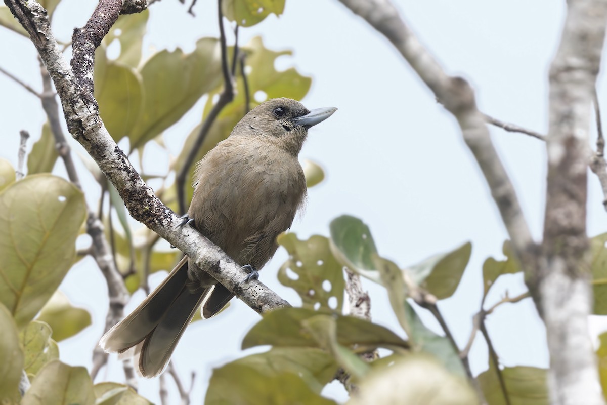 Southern Shrikebill - Bradley Hacker 🦜