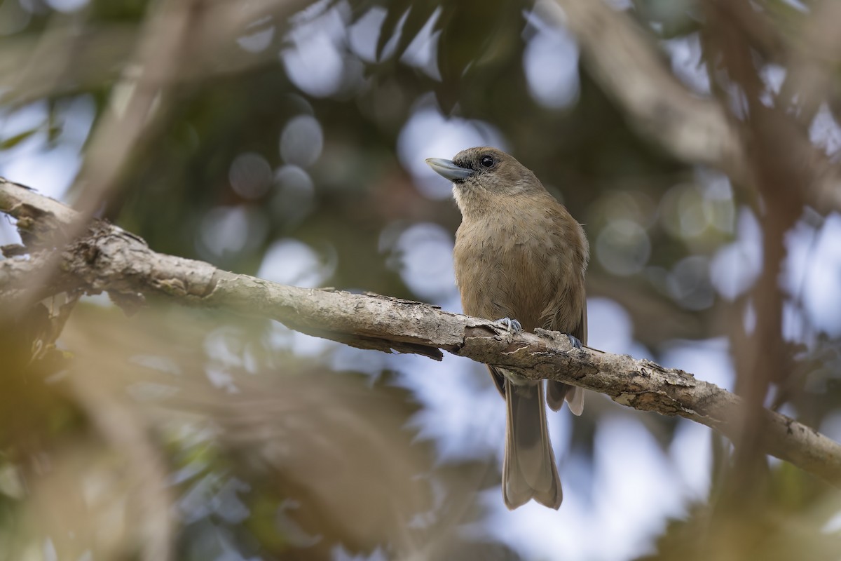 Southern Shrikebill - ML625205688