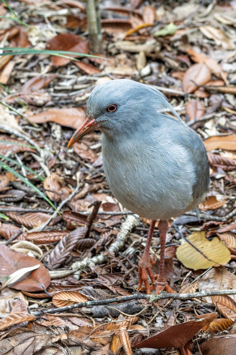 Kagu - ML625205705