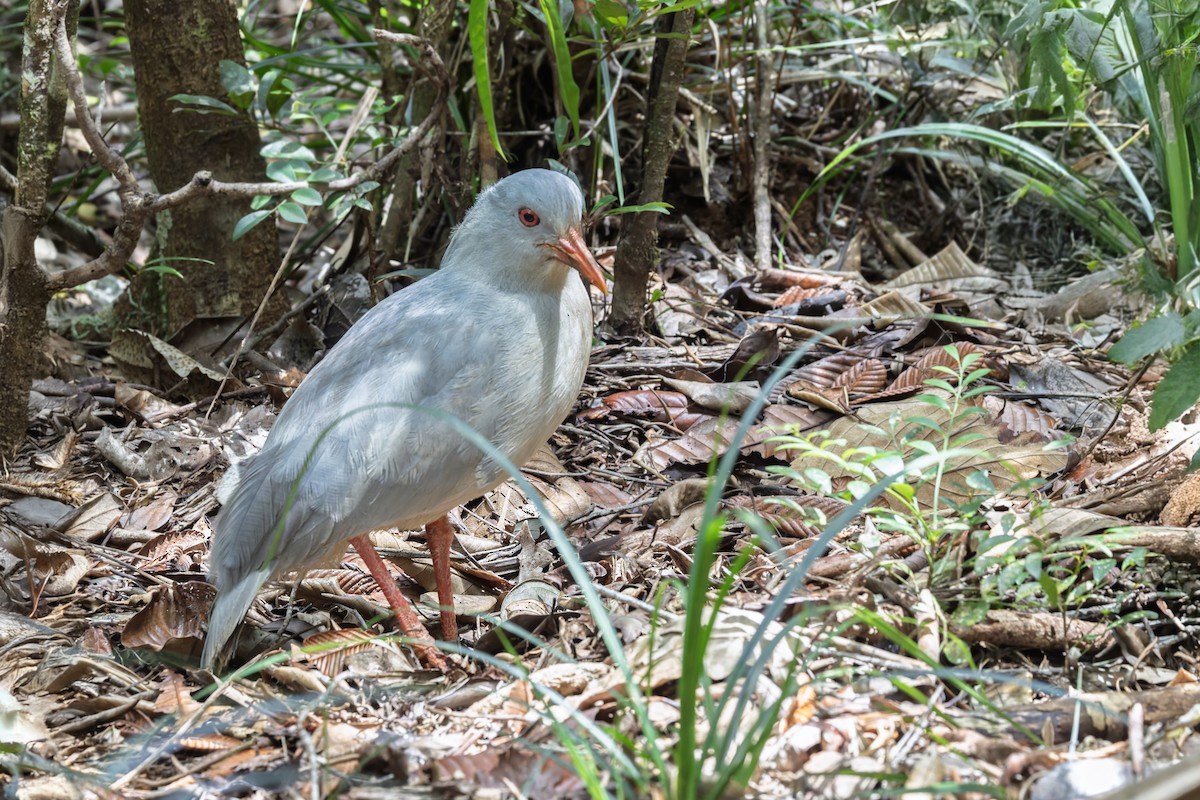 Kagu - ML625205708