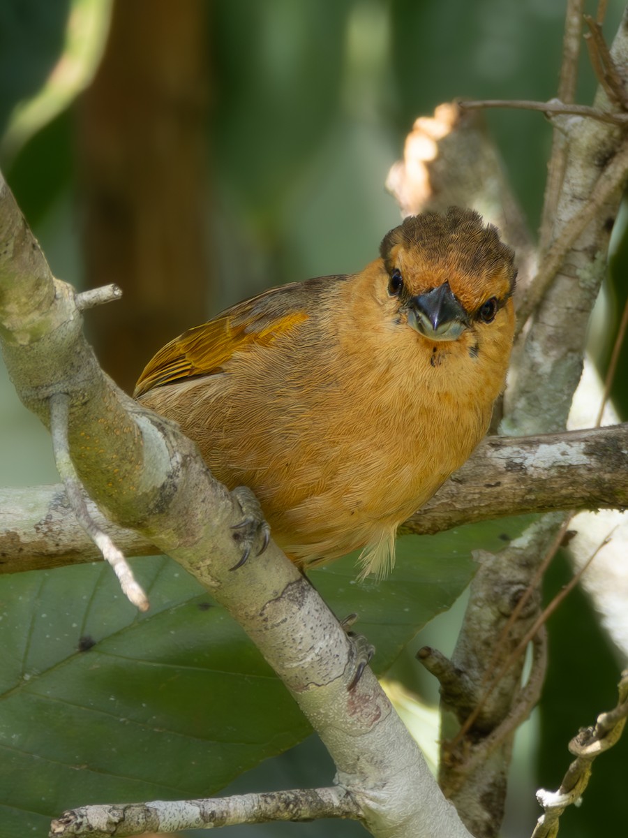 Brown Tanager - Christine Mazaracki