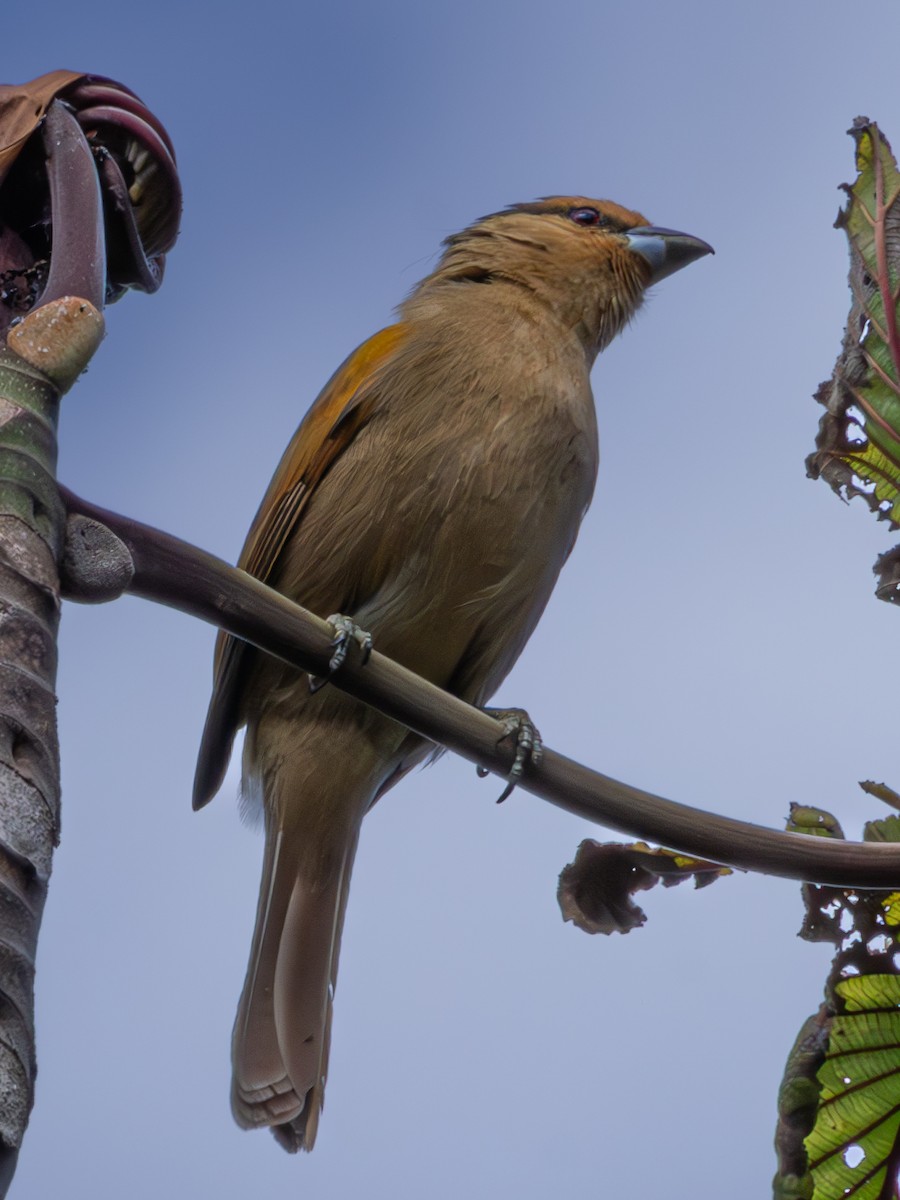 Brown Tanager - Christine Mazaracki