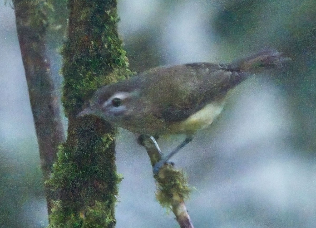 Brown-capped Vireo - Blair Bernson