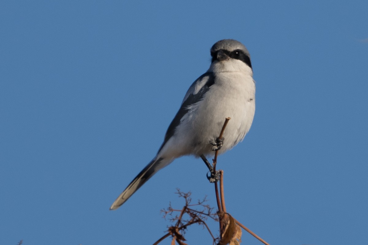 Loggerhead Shrike - ML625205782