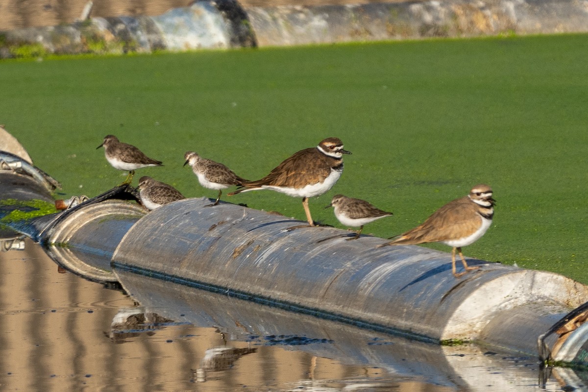 Least Sandpiper - ML625205826