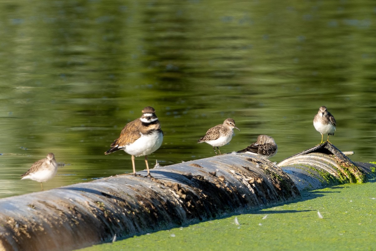 Least Sandpiper - ML625205879