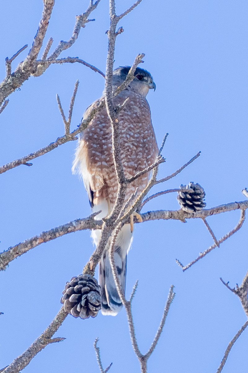 Cooper's Hawk - ML625206101