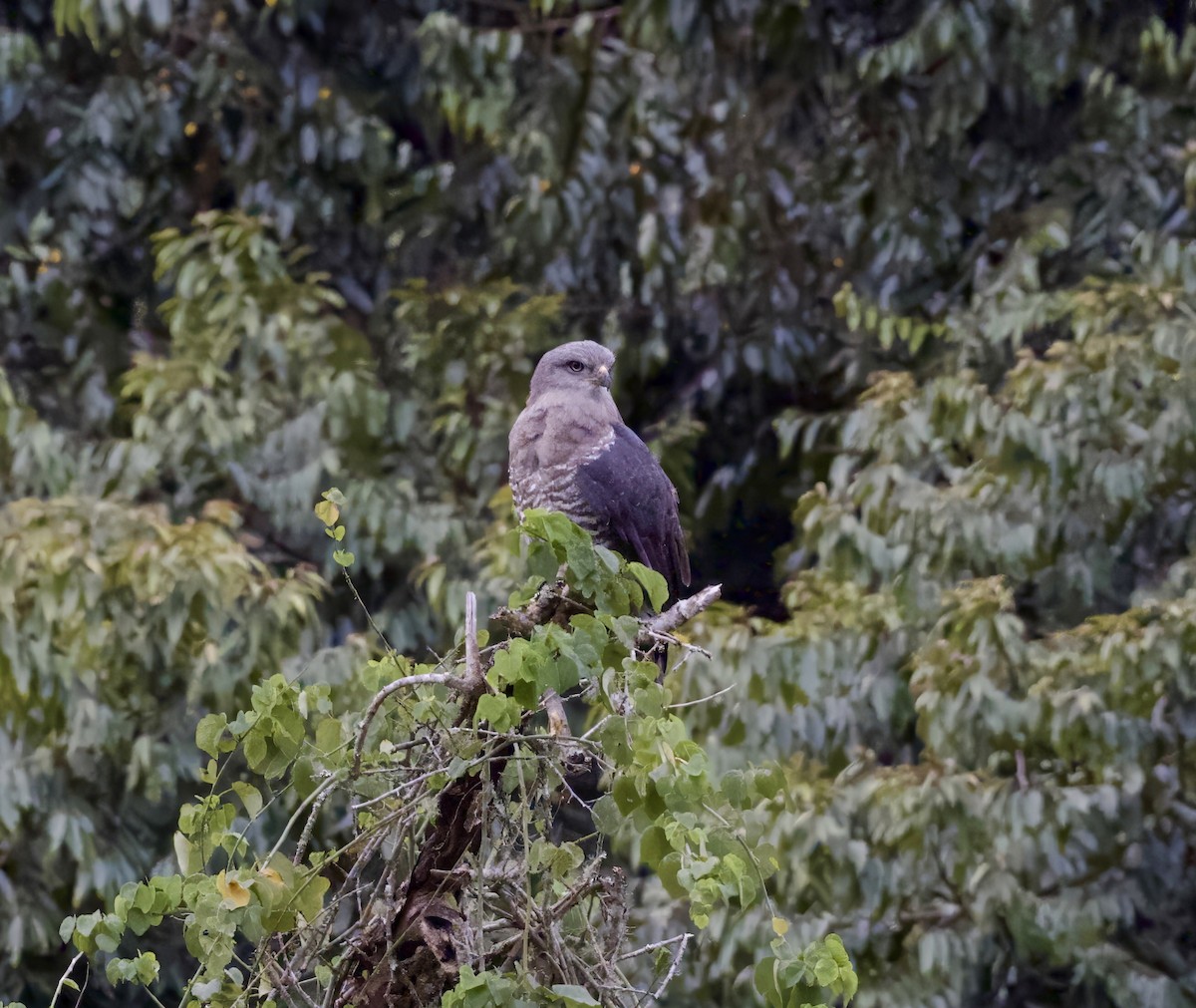 Southern Banded Snake-Eagle - ML625206284