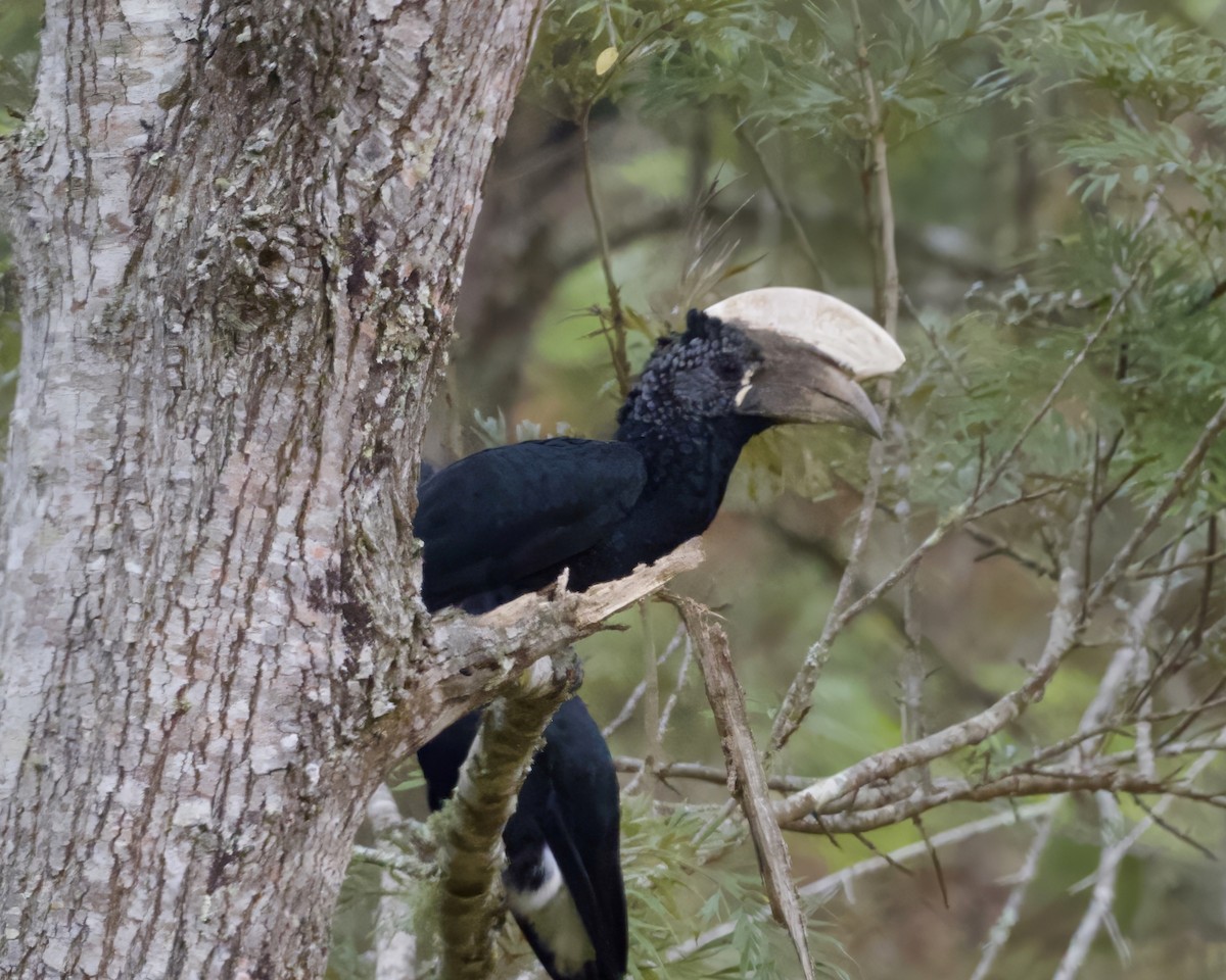 Silvery-cheeked Hornbill - ML625206291