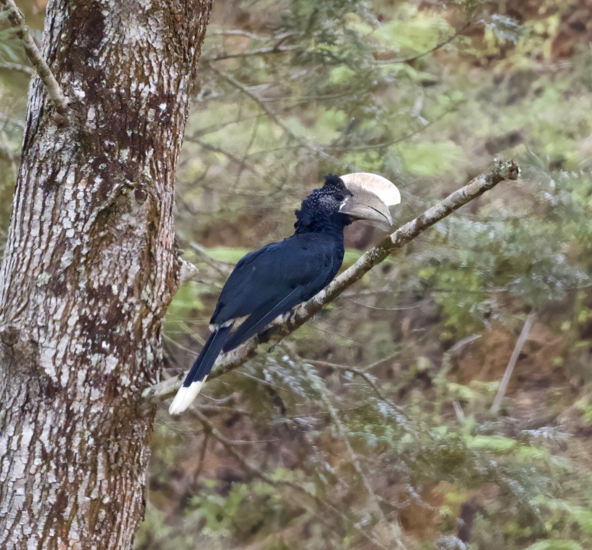 Silvery-cheeked Hornbill - ML625206292