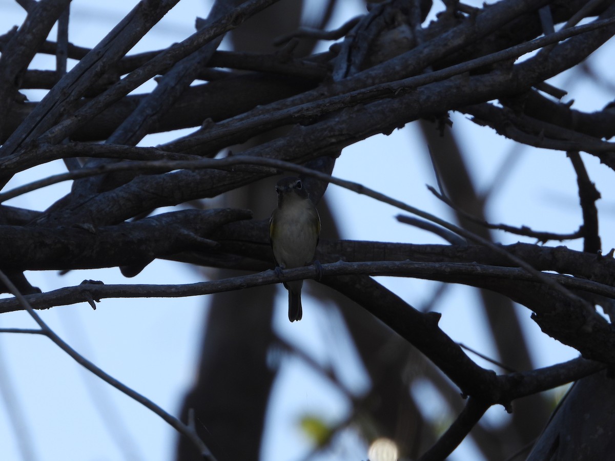 Blue-headed Vireo - ML625206379