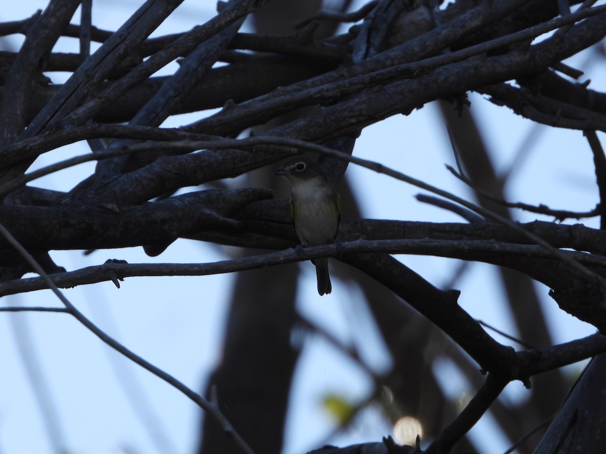 Blue-headed Vireo - ML625206390