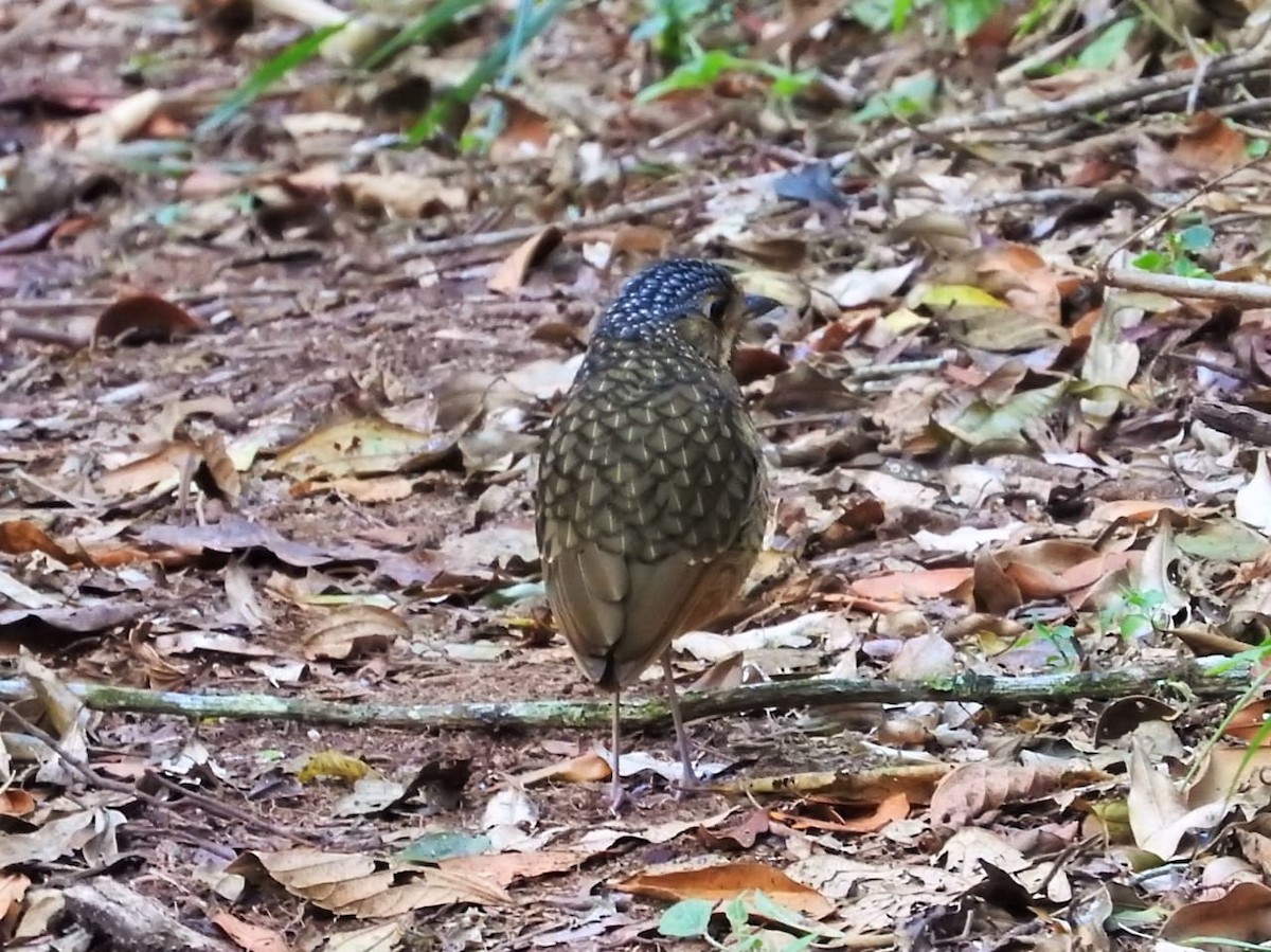 Variegated Antpitta - ML625206449