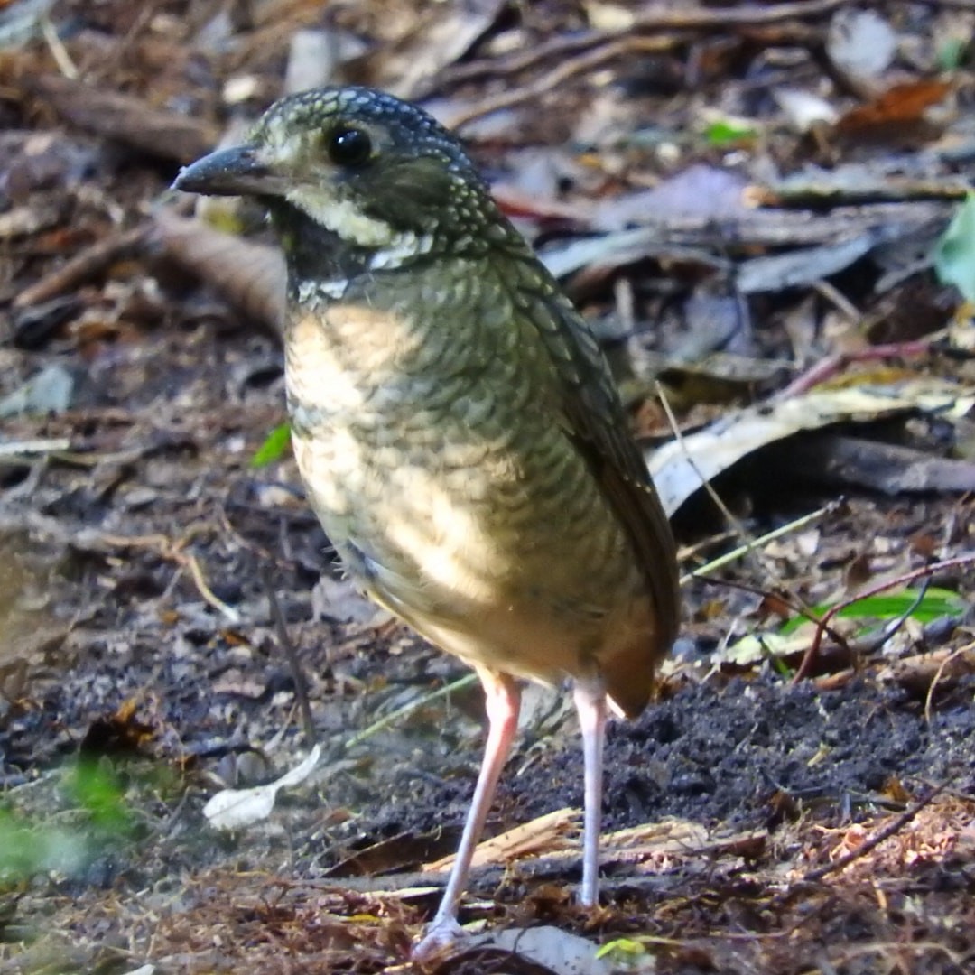 Variegated Antpitta - ML625206450