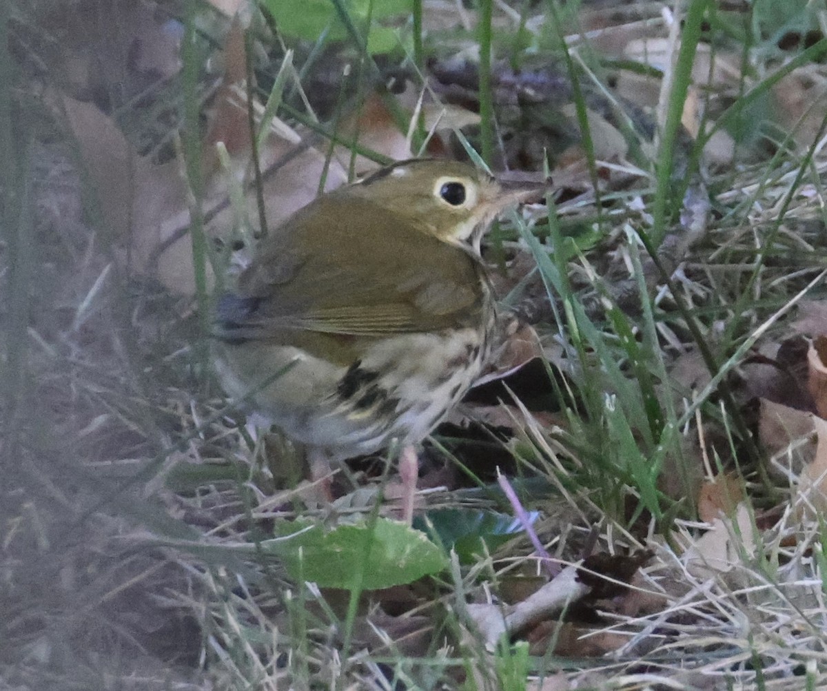 Ovenbird - ML625206475