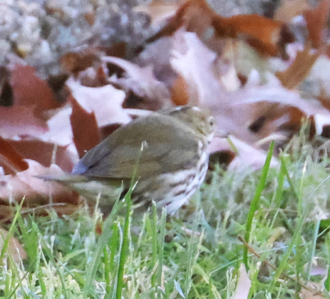 Ovenbird - ML625206498