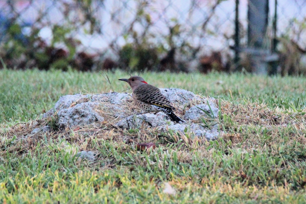 Northern Flicker - ML625206615