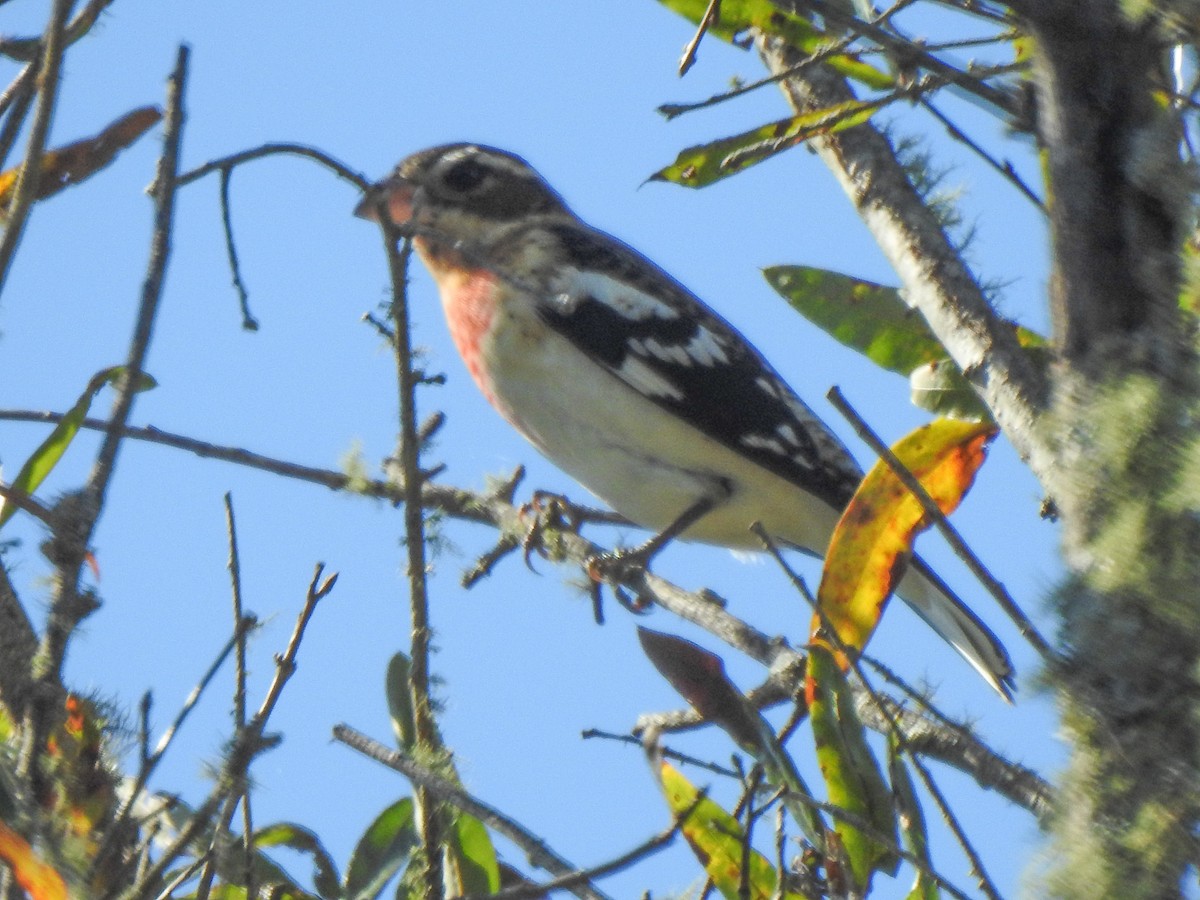Rose-breasted Grosbeak - ML625206632