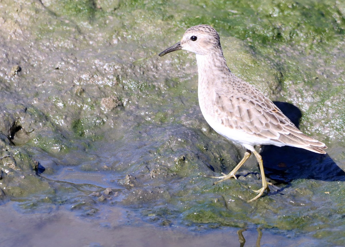 Least Sandpiper - ML625206655