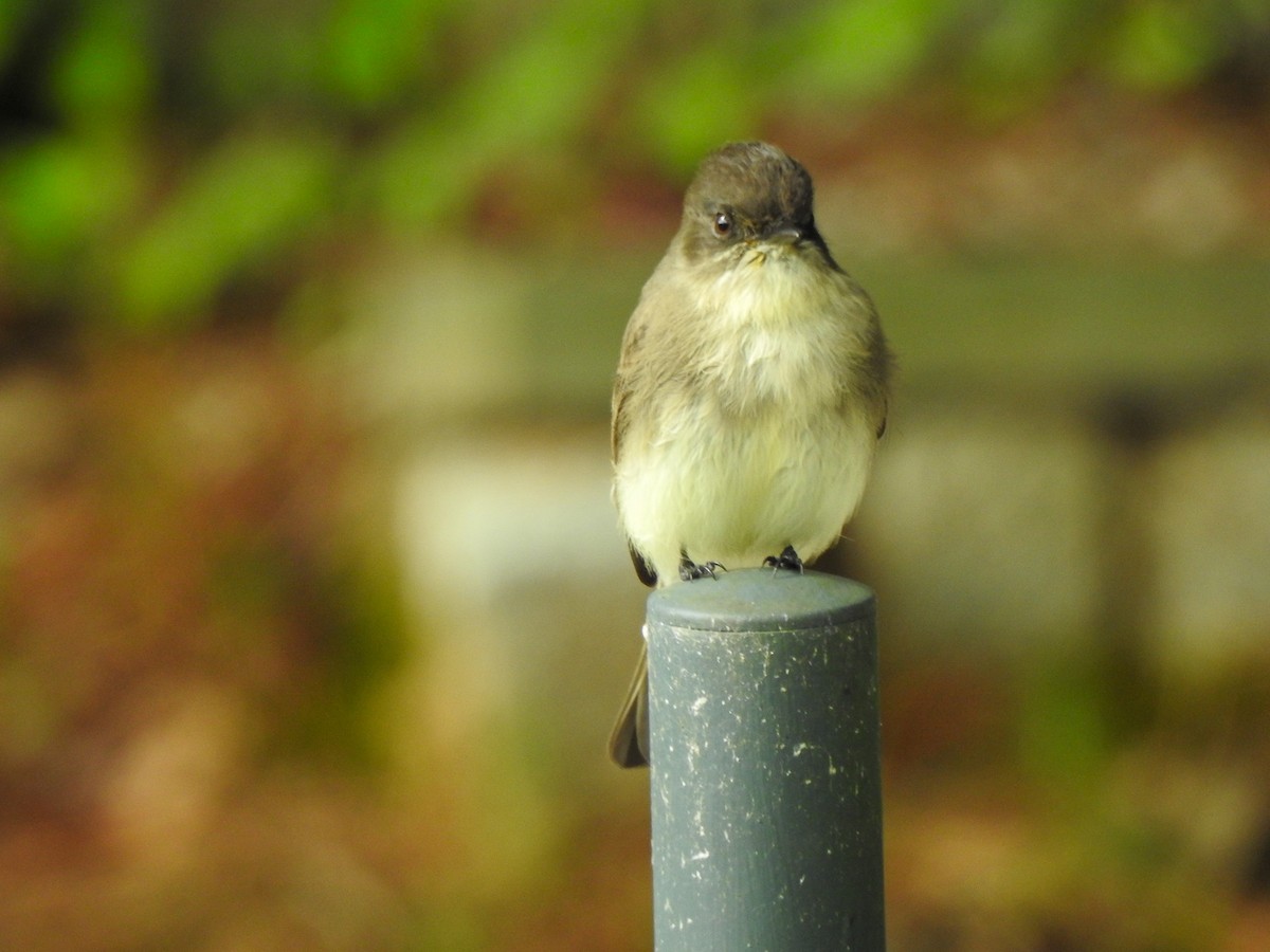Eastern Phoebe - ML625206675