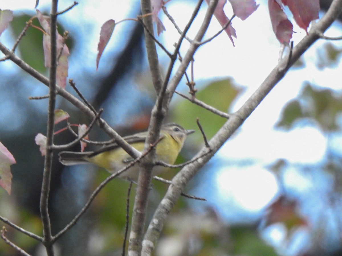 Philadelphia Vireo - ML625206683