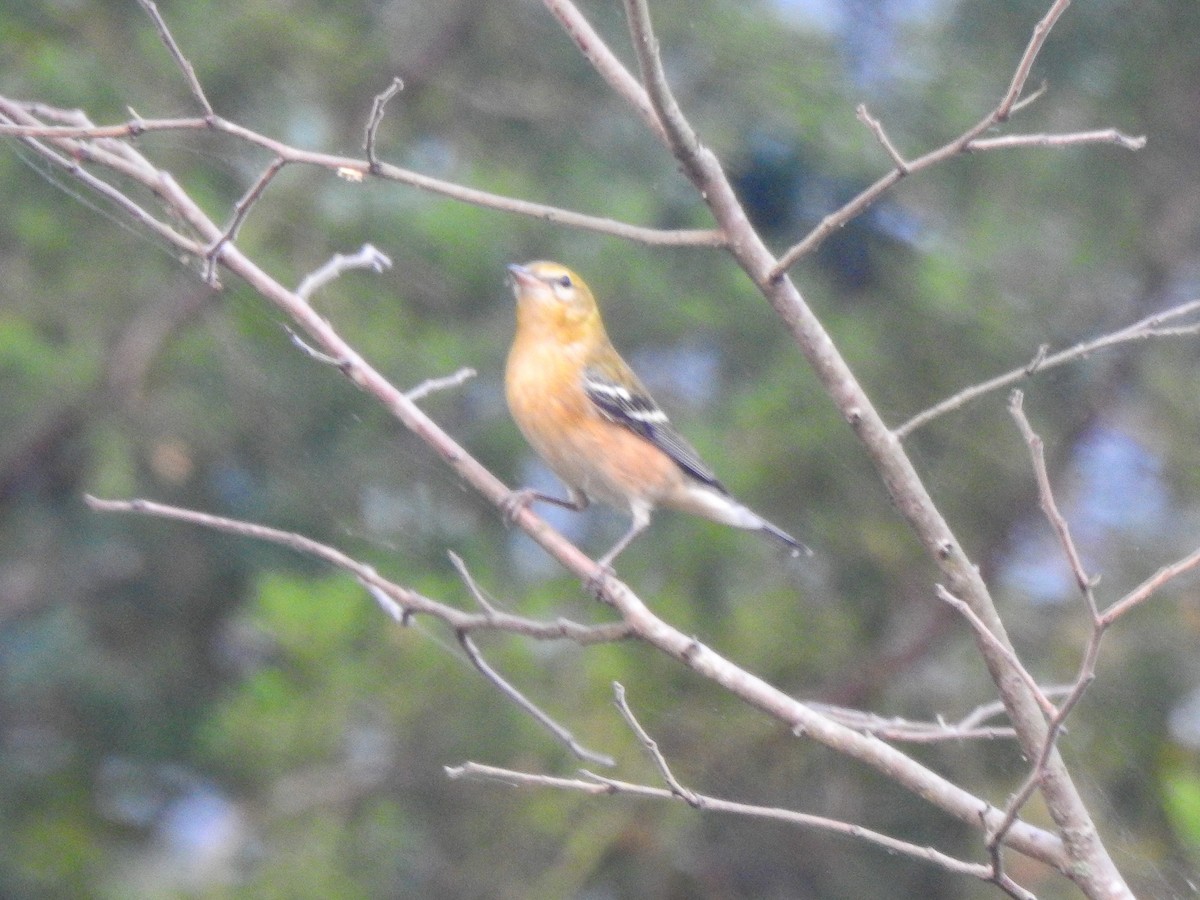 Bay-breasted Warbler - ML625206711