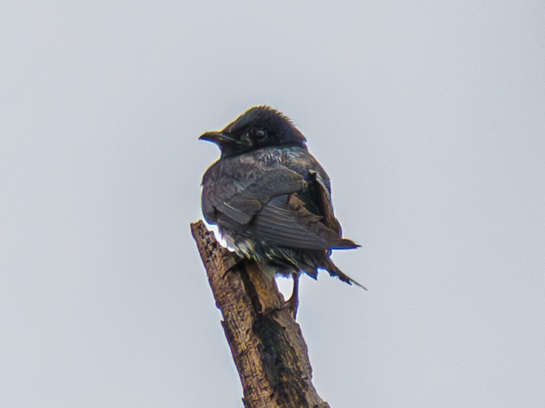 Purple Martin - ML625206712