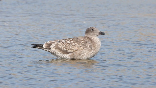 Western Gull - ML625206715