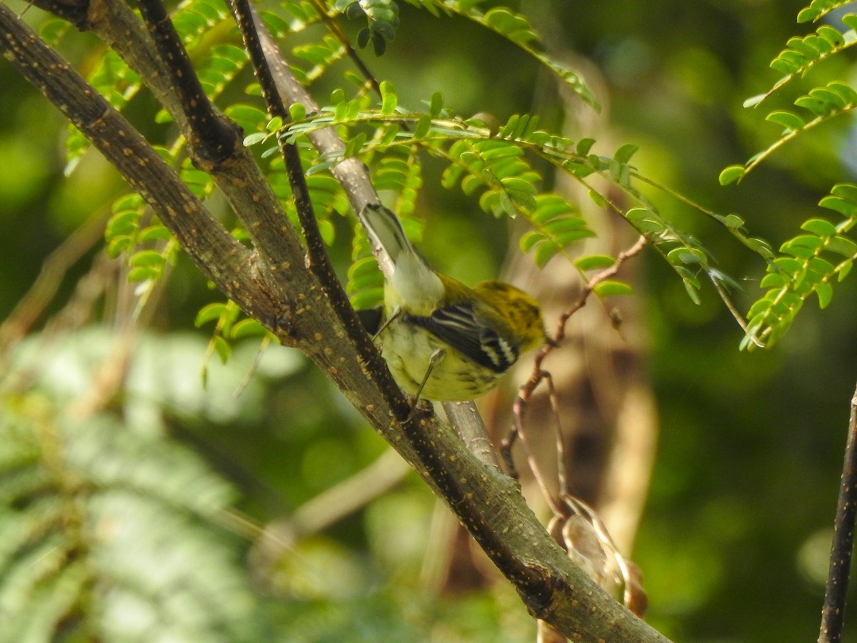 Black-throated Green Warbler - ML625206725