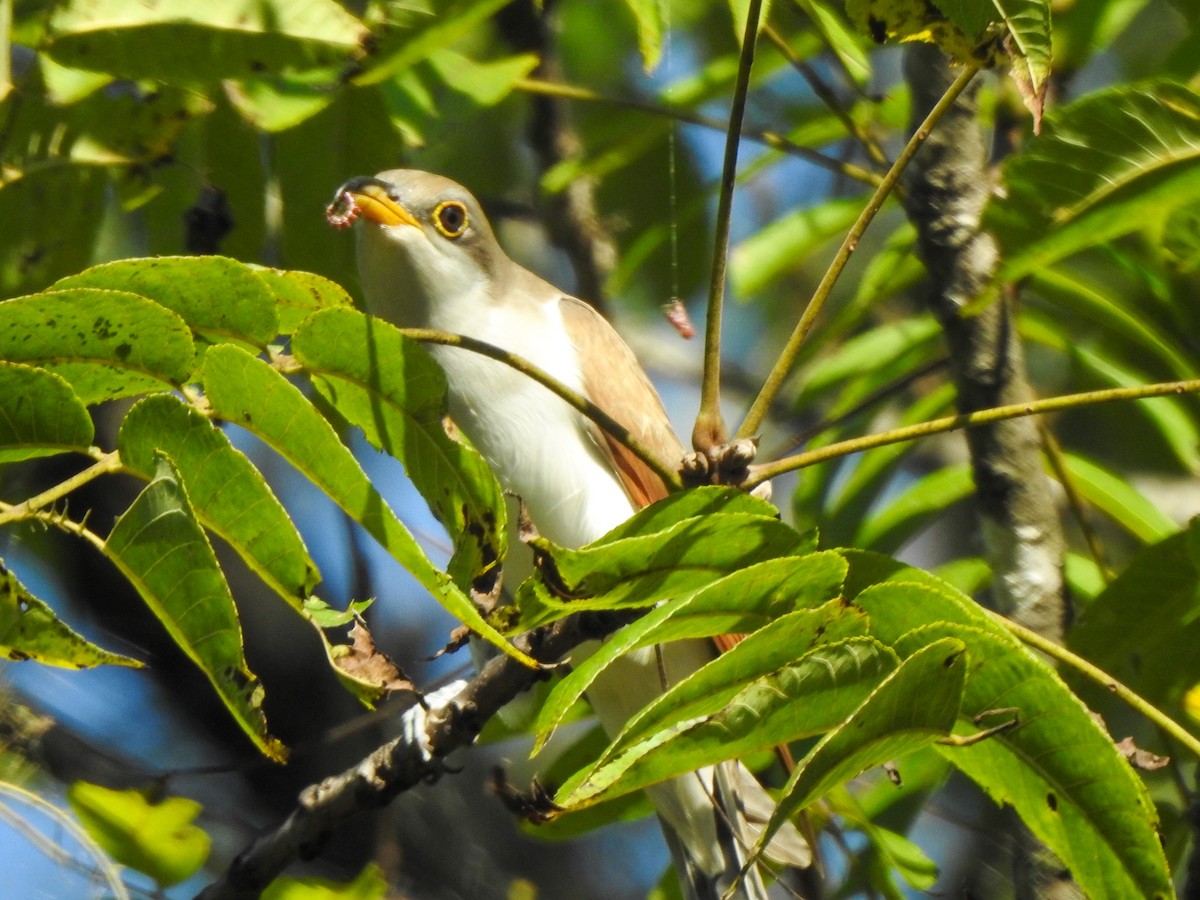 Yellow-billed Cuckoo - ML625206807